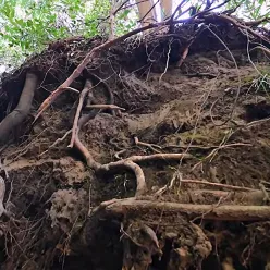 植物を育む　生きものが暮らすもうひとつの森の写真