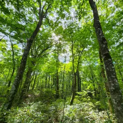植物は自力では地下の栄養分や水分を十分に集められない！？の写真